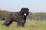 BOUVIER DES FLANDRES 099